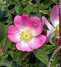 Piccola rosa