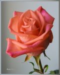 Fiore del mio cuore
