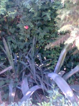 Il fiore del mio Amore
