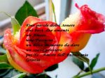La Notte freme  