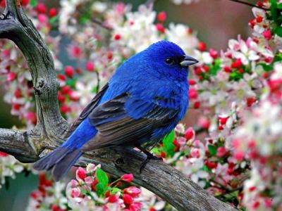 Fiore blu amore