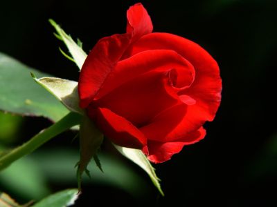 Tango delle rose