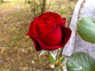 Dolce piccola donna