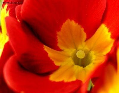 Primula rossa