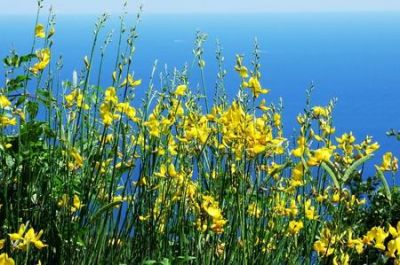 Ginestre
