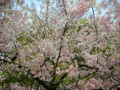 Primavera