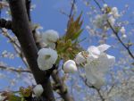 Ciliegi in fiore