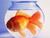 Sono ”solo” un pesce rosso