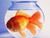 Sono solo un pesce rosso