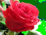 Il Tempo della rosa