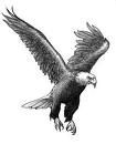 Volare