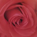 Rosee masturbazioni