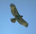 Perché il Falco?