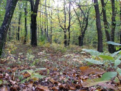 Autunno