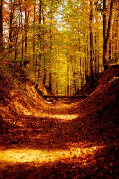 Il mio autunno  