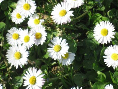 La chiamavano Primavera