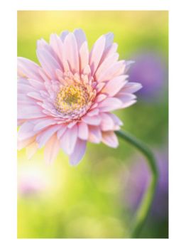 Polvere rosa