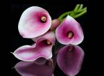 Dedicami un fiore