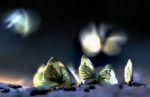 Trentotto farfalle bianche