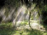 Fascino del bosco