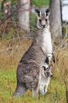 Vorrei che tu fossi un marsupiale  