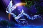 Volo libera