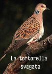 La tortorella svagata