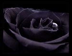 Quella voce... _