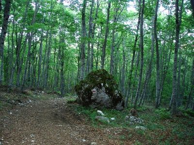 La faggeta