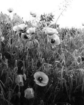 Il giglio leggero