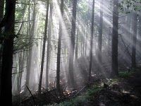 Il bosco  