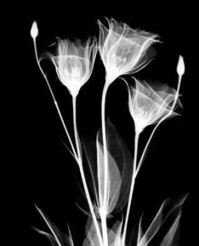 Intimit