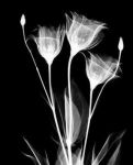 Intimit