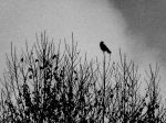 Ascoltami cantare