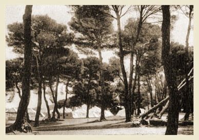 Correva sul prato alla caduta di pigne profumate
