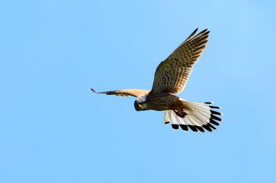 Scivolando sui pendii