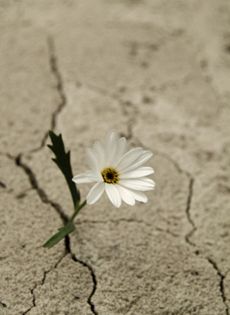 Il Deserto pu fiorire  