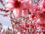Fiori di Pesco