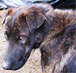 Bob, il cane abbandonato