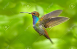 Il colibr