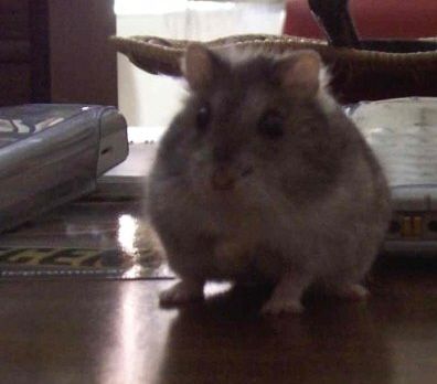 Dolcissimo batuffolo dai piccoli occhi