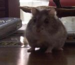 Dolcissimo batuffolo dai piccoli occhi
