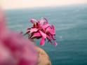 Il fiore