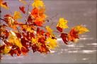 E' il tuo sole d'autunno