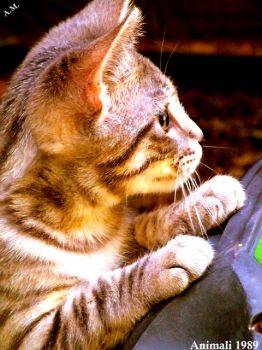 Il gatto danzava  