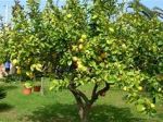 Lalbero dei limoni