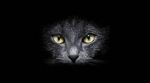 Gatto