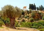 Gocce debbrezza siciliana