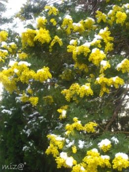 Mimose a Febbraio