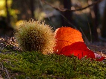 Festa d'Autunno